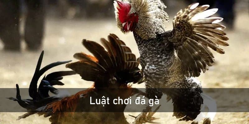 Luật chơi đá gà HB88 toàn thắng