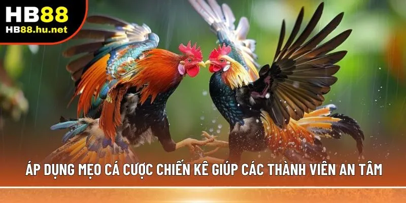 Áp dụng mẹo cá cược chiến kê giúp các thành viên an tâm