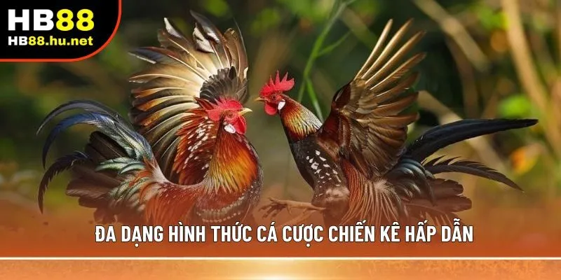 Đa dạng hình thức cá cược chiến kê hấp dẫn