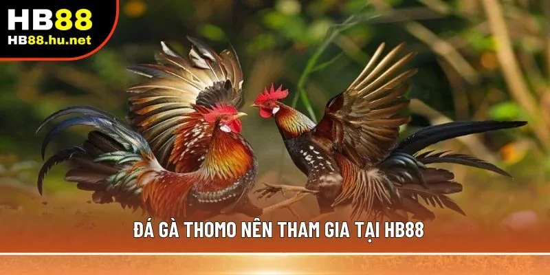Đá gà Thomo nên tham gia tại HB88