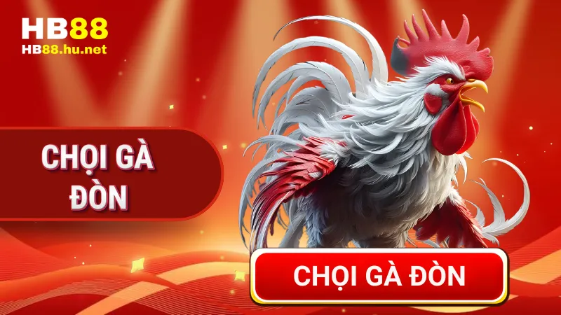 Chọi gà đòn
